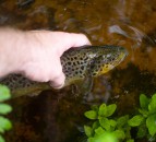 Tyrone river pollution incident believed to have originated on a farm