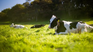 Effective parasite control crucial for a successful grazing season