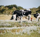 UK dairy farmers looking to buy British milk replacer for their calves
