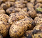 Residual potato levy reserves to fund 7 industry projects