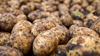 AHDB horticulture and potato levies to end in April