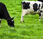 Global dairy markets: ‘Steady as she goes’ according to AHDB
