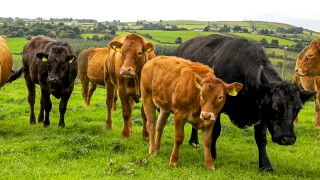 AMR is a growing priority for livestock farmers in NI
