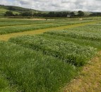 Using new technology to fill feed gap