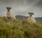 Upland Sheep Scheme payments to commence today