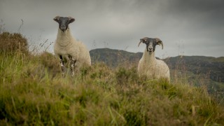 Upland Sheep Scheme payments to commence today