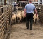 Northern sheep trade: Spring lamb prices strengthen