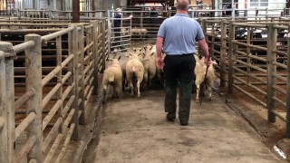 Northern sheep trade: Spring lamb prices strengthen