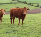 Sucklers are the future on Co. Tyrone farm