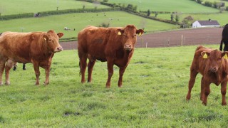 Sucklers are the future on Co. Tyrone farm