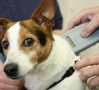 'This is a huge victory for animal welfare' - BVA