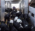 UK to ban live exports for slaughter in new law