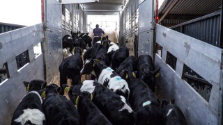 UK to ban live exports for slaughter in new law