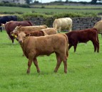 Beef webinar series to explore sustainable production solutions