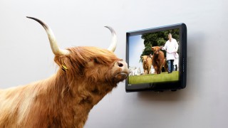 RHASS prepares for ‘behind closed doors’ Royal Highland Showcase