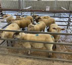 Spring lamb and hogget prices on the rise at marts in GB