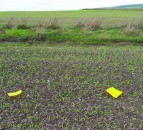Farmer-led aphid monitoring could reduce pesticide use in tackling BYDV