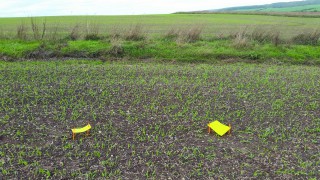Farmer-led aphid monitoring could reduce pesticide use in tackling BYDV