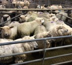 Both lamb and hogget prices fall in Great Britain