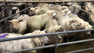 Both lamb and hogget prices fall in Great Britain