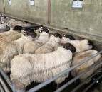 Tight hogget supplies and poor grass growth sees UK sheep kill fall in April