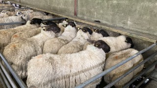 Tight hogget supplies and poor grass growth sees UK sheep kill fall in April
