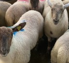 Northern sheep trade: 46% increase in throughput seen in plants last week