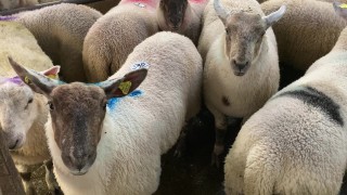 Northern sheep trade: 46% increase in throughput seen in plants last week