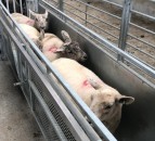 Wormer resistance found on 98% of farms – study finds in Wales