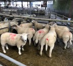 71% fall in UK imports of Irish sheepmeat in March