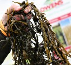 Farm trials to investigate how seaweed could lower livestock emissions