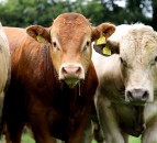 European Commission calls for Northern Ireland to be included in Irish PGI application