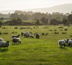 ‘Quarantine drench critical in light of ever-growing drench resistance’