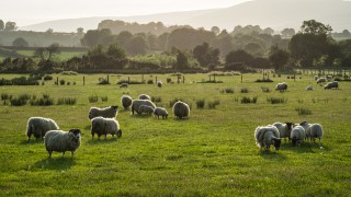 ‘Quarantine drench critical in light of ever-growing drench resistance’