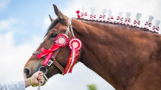 Royal Highland Showcase reveals equestrian entry figures