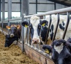 Understanding contributions to a year of rising feed prices for dairy producers