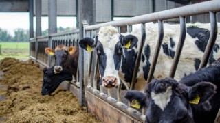 Understanding contributions to a year of rising feed prices for dairy producers