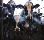 Dairy farmers warned of impact of heat stress on dry matter intake