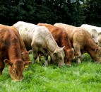 Beef exports down 31% compared to 2020