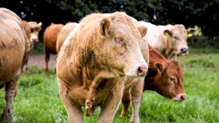 Climate change can be tackled without cutting livestock numbers