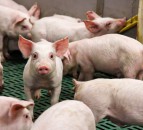 NPA receives second allied industry nomination for PIG elections