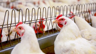Avian flu in poultry and wild birds in northeast Wales