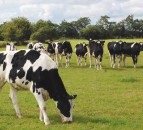 Grazing targets for replacement dairy heifers
