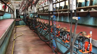 GDT drops slightly for fourth consecutive auction