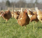 Protect people and poultry from red mite this summer