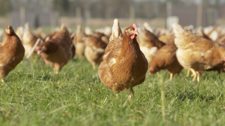 Protect people and poultry from red mite this summer