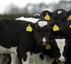 Inaugural Great British Calf Week to take place in February