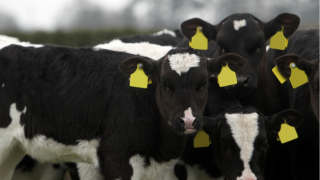 Inaugural Great British Calf Week to take place in February