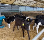 3-day sanitation plan to prepare pens for the next calving season
