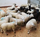 Northern sheep trade: Lamb quotes ease by 10c/kg
